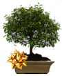 Bonsai Arbol Guayacan 6 años, Entrega a domicilio en Colombia, Bonsais en Colombia, Enviar Bonsai a Bogota, Enviar Bonsai a domicilio en Colombia, Enviar Bonsai a Cali, Enviar Bonsai a Bucaramanga