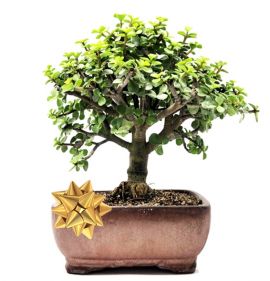 Enviar Bonsai de Jade azul a Colombia. Entrega a domicilio, Bonsai de Jade 6 años, Entrega a domicilio en Colombia, Bonsais en Colombia, Enviar Bonsai a Bogota, Enviar Bonsai a Medellin, Enviar Bonsai a Cali, Enviar Bonsai a Bucaramanga
