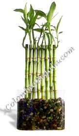 Muro Chi, 8 Varas de Lucky Bamboo a Colombia, Entrega a Domicilio, Entrega a domicilio en Colombia, Lucky Bamboo en Colombia, Enviar Lucky Bamboo a Bogota, Enviar Lucky Bamboo a Medellin, Enviar Lucky Bamboo a Cali, Enviar Lucky Bamboo a Bucaramanga