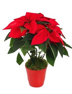 Enviar Poinsettia a Colombia. Entrega a domicilio